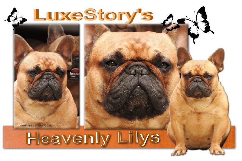 Luxestory's Heavenly lilys