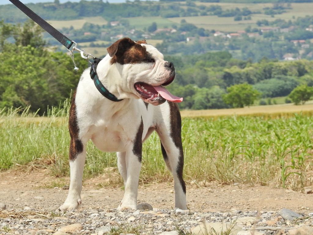 Luxestory's - Chiot disponible  - Bulldog continental