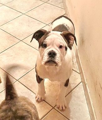 Luxestory's - Chiot disponible  - Bulldog continental