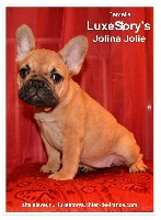 Jolina Jolie