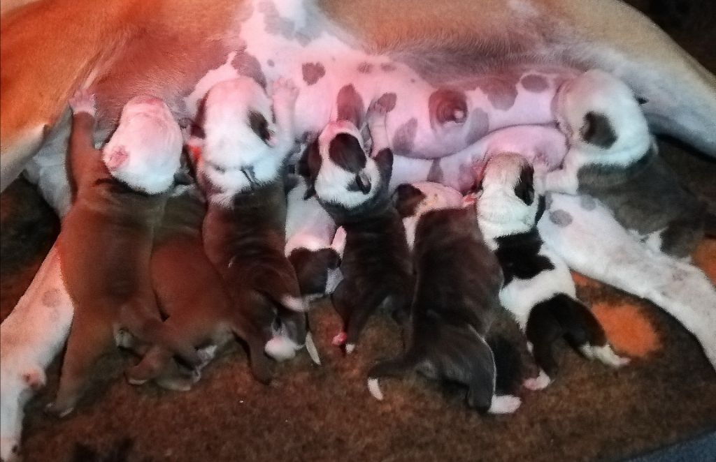 Chiot Bulldog continental Luxestory's